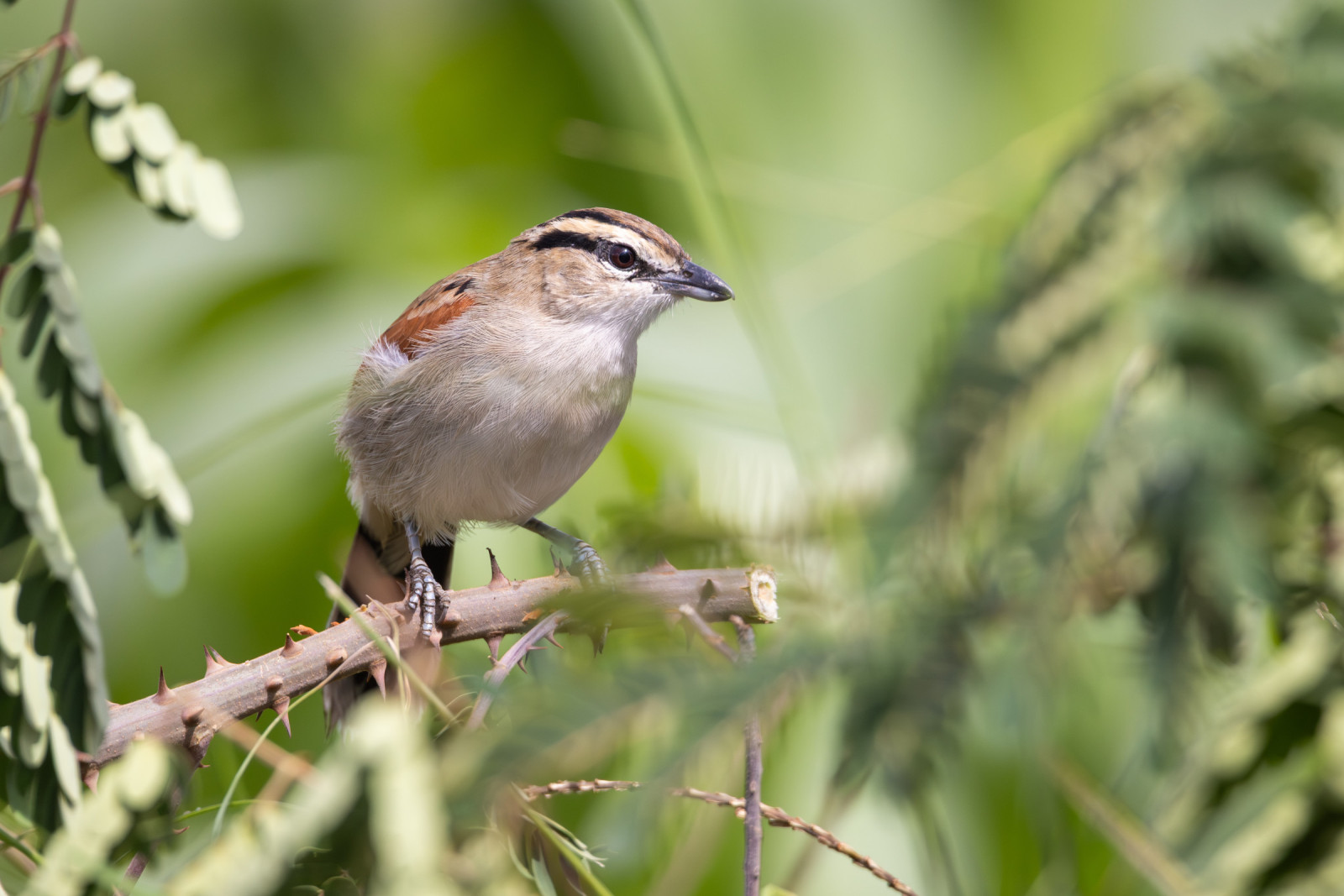 image Brown-crowned Tchagra